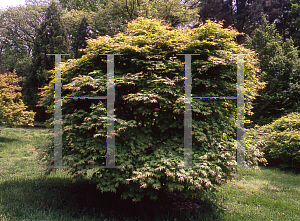 Picture of Acer palmatum (Amoenum Group) 'Aspen Green'