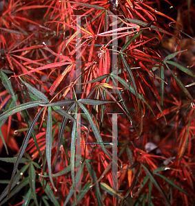 Picture of Acer palmatum(Linearilobum Group) 'Atrolineare (Linearilobum)'