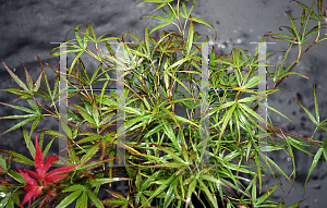 Picture of Acer palmatum(Linearilobum Group) 'Atrolineare (Linearilobum)'
