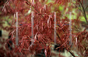 Picture of Acer palmatum(Linearilobum Group) 'Atrolineare (Linearilobum)'