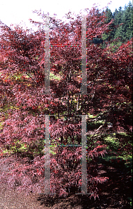 Picture of Acer palmatum(Linearilobum Group) 'Atrolineare (Linearilobum)'