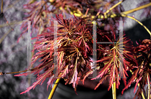 Picture of Acer palmatum (Dissectum Group) 'Dissectum Variegatum'