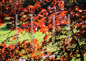 Picture of Acer palmatum (Amoenum Group) 'Novum (Roscoe Red)'