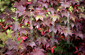 Picture of Acer palmatum (Amoenum Group) 'Novum (Roscoe Red)'