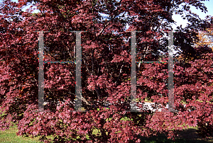 Picture of Acer palmatum (Amoenum Group) 'Novum (Roscoe Red)'