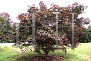 Picture of Acer palmatum (Amoenum Group) 'Novum (Roscoe Red)'