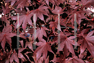 Picture of Acer palmatum 'Atropurpureum Ribbon Leaf'