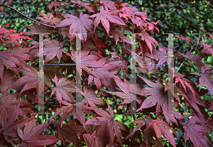 Picture of Acer palmatum 'Atropurpureum Ribbon Leaf'