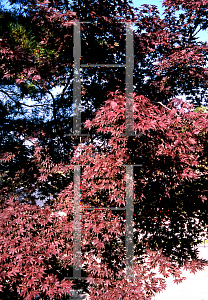 Picture of Acer palmatum 'Atropurpureum Ribbon Leaf'