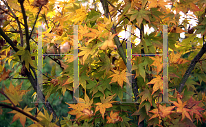 Picture of Acer palmatum (Amoenum Group) 'Variegatum (Atropurpureum Variegatum)'