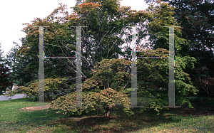 Picture of Acer palmatum (Amoenum Group) 'Variegatum (Atropurpureum Variegatum)'