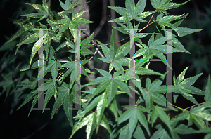 Picture of Acer palmatum (Amoenum Group) 'Atrovariegatum'