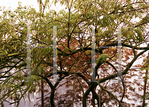 Picture of Acer palmatum (Dissectum Group) 'Atrovariegata Dissectum'