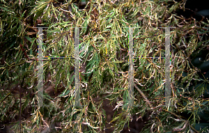 Picture of Acer palmatum (Dissectum Group) 'Atrovariegatum Dissectum'