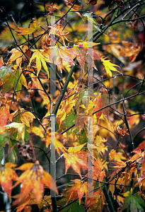 Picture of Acer palmatum (Amoenum Group) 'Atrovariegatum'