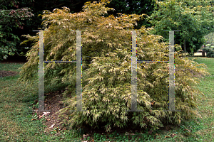 Picture of Acer palmatum (Dissectum Group) 'Atrovariegata Dissectum'