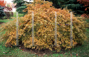 Picture of Acer palmatum (Dissectum Group) 'Atrovariegata Dissectum'