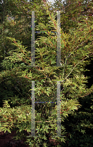 Picture of Acer palmatum 'Jewels'