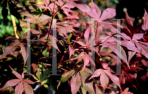 Picture of Acer palmatum (Matsumurae Group) 'Ake garasu'