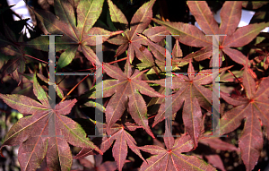 Picture of Acer palmatum (Matsumurae Group) 'Ake garasu'