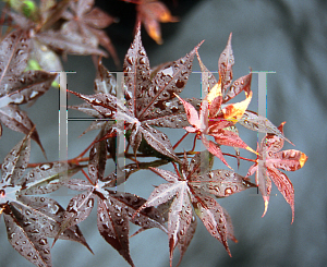 Picture of Acer palmatum (Matsumurae Group) 'Ake garasu'