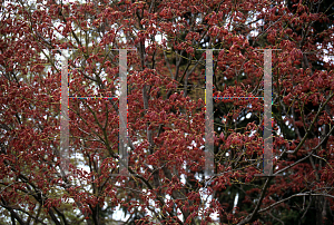 Picture of Acer palmatum 'Aureovariegatum'