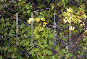 Picture of Acer palmatum 'Aureovariegatum'