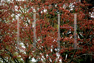 Picture of Acer palmatum 'Aureovariegatum'