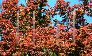 Picture of Acer palmatum 'Aureovariegatum'