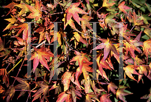 Picture of Acer palmatum 'Aureovariegatum'