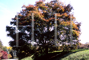 Picture of Acer palmatum 'Aureovariegatum'