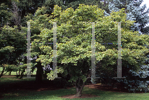 Picture of Acer palmatum 'Aureovariegatum'