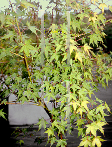 Picture of Acer palmatum 'Aureum (Sunrise)'