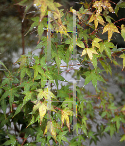 Picture of Acer palmatum 'Aureum (Sunrise)'