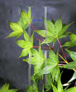 Picture of Acer palmatum 'Aureum (Sunrise)'