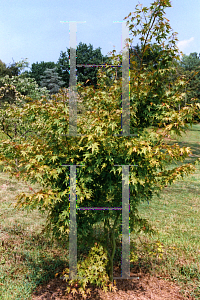 Picture of Acer palmatum 'Aureum (Sunrise)'