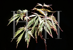 Picture of Acer palmatum (Amoenum Group) 'Komon nishiki'