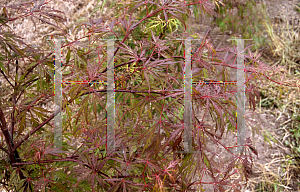 Picture of Acer palmatum (Dissectum Group) 'Autumn Fire'