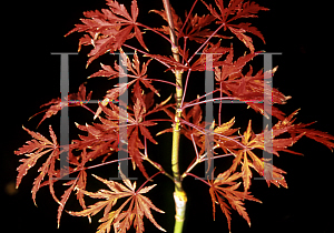 Picture of Acer palmatum (Dissectum Group) 'Autumn Fire'