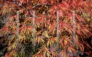 Picture of Acer palmatum (Dissectum Group) 'Autumn Fire'