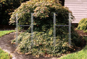 Picture of Acer palmatum (Dissectum Group) 'Autumn Fire'