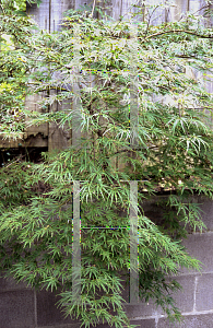 Picture of Acer palmatum (Dissectum Group) 'Autumn Fire'