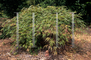 Picture of Acer palmatum (Dissectum Group) 'Autumn Fire'