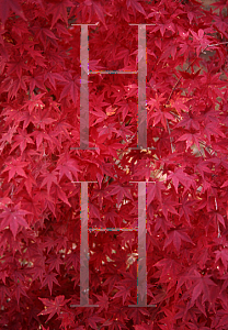 Picture of Acer palmatum 'Autumn Glory'