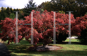 Picture of Acer palmatum 'Autumn Glory'
