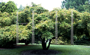 Picture of Acer palmatum 'Autumn Glory'