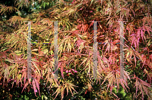 Picture of Acer palmatum (Dissectum Group) 'Autumn Fire'