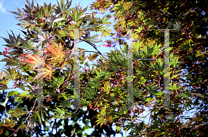 Picture of Acer palmatum (Matsumurae Group) 'Azuma murasaki (Toshi)'