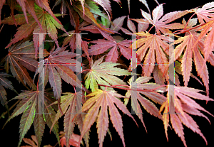 Picture of Acer palmatum (Matsumurae Group) 'Azuma murasaki (Toshi)'