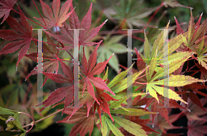 Picture of Acer palmatum (Matsumurae Group) 'Azuma murasaki (Toshi)'